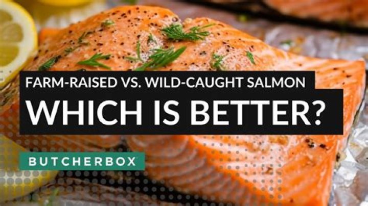 Is wild-caught salmon really wild?